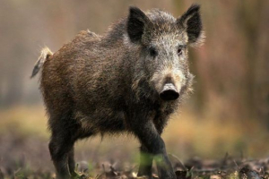 Франція тварин Франція тварин